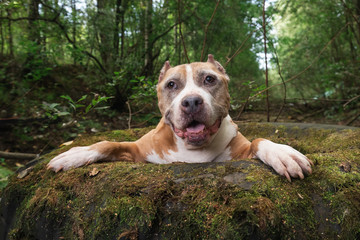 Calm American Staffordshire Terrier lying on tire in forest