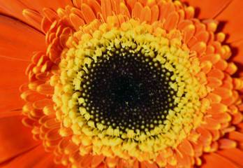 closeup of a sunflower