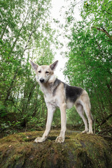 Happy mongrel dog standing on tire at nature