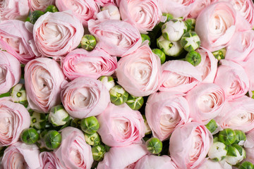 Beautiful background of pink buttercups. Wallpaper, Horizontal photo