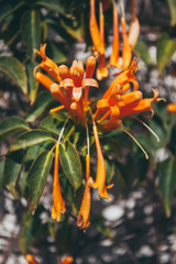 Pyrostegia Venusta. Orange Trumpet blooming in garden.