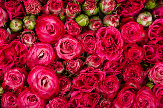 Background of beautiful natural red roses. Wallpaper. Horizontal photo.