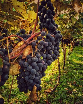 uva, wine, parreira, parreiral, colheita, organico, suco de uva, brasil