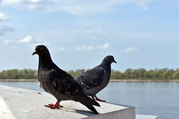 pigeons on the river Bank