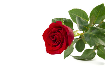 Fototapeta premium Beautiful single red rose flower isolated on white background. Red rose is a wonderful flower to express your feelings on International Women's Day, Mother's Day, Valentine's Day, and just to