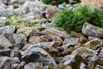  flowers in the background stones