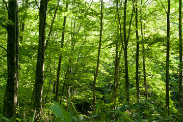 癒やしの森の風景　北海道添別ブナ林