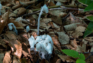 森の妖精ギンリョウソウ