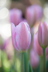 Pastel Pink Tulip