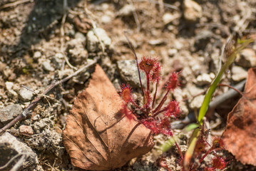 モウセンゴケ 食虫植物