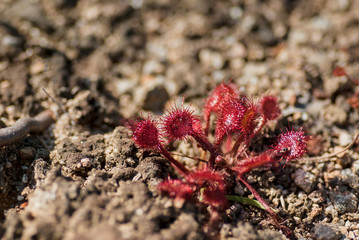 モウセンゴケ 食虫植物