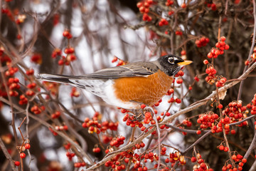Winter robins Eating Bittersweet Berries
