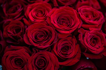 Obraz na płótnie Canvas red roses as a gift