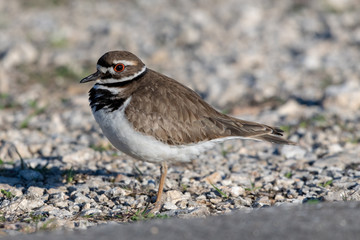 Killdeer on gravel