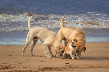 two large dogs recognizing a small one that is scared on the beach