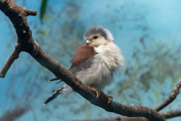 African Pygmy Falcon perching