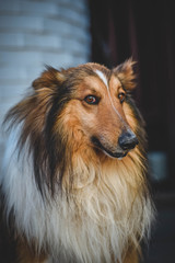 portrait of a collie
