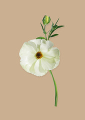 White flower branch isolated on background.