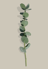 Eucalyptus branch Isolated on background.
