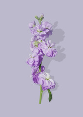 Purple flower branch isolated on background.