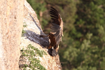 Buitres aterrizando en su madriguera