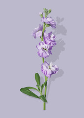 Naklejka na ściany i meble Purple flower branch isolated on background.
