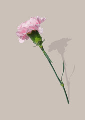 Pink carnation isolated on pink background.