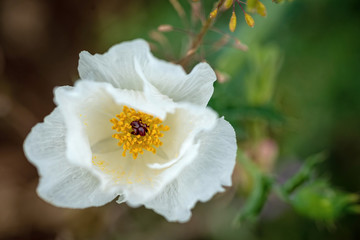 Wildflowers in full bloom during spring in Texas