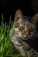  cat does different interesting things