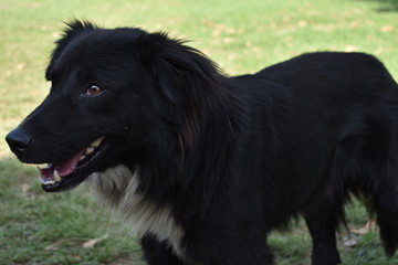 perro negro raza única