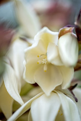 Obraz premium Wildflowers in full bloom during spring in Texas