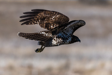 Naklejka premium Red-tailed hawk in flight hawks flying