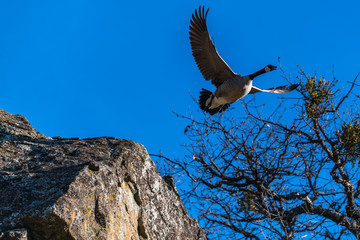 Canada geese in flight goose flying taking off