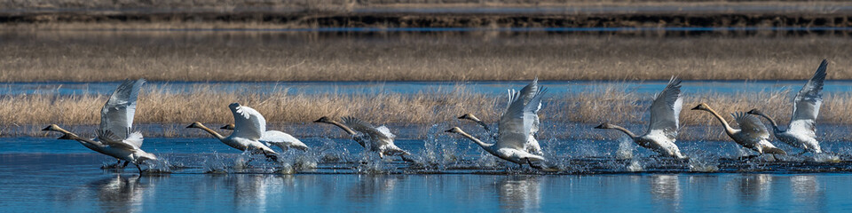 Flock of swans taking off from water in flight swan flying