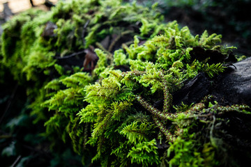 moss on a log