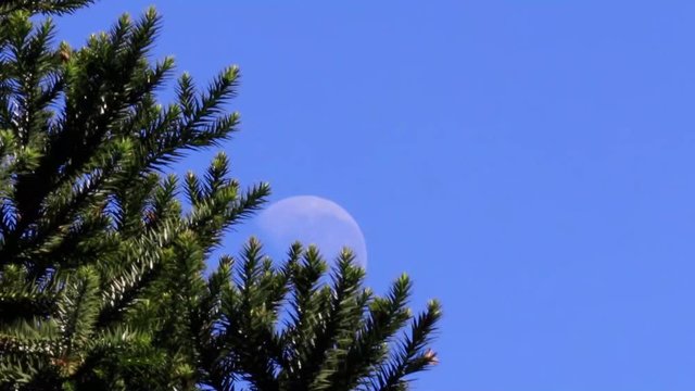Folhas de pinheiro e lua em c&eacute;u azul