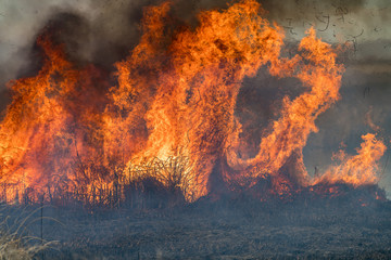 Forest brush grass wild fire flames burning prescribed burn global warming - obrazy, fototapety, plakaty