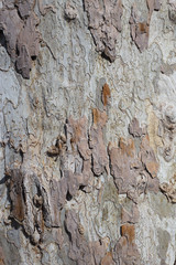 tree bark textures