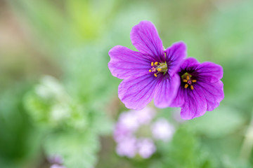 Fototapeta premium Wildflowers in full bloom during spring in Texas