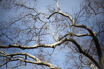 branches and sky