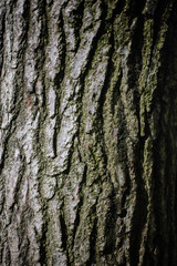 tree bark textures