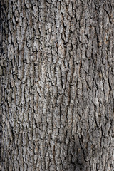 Naklejka premium tekstury kory drzewa