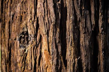 tree bark textures