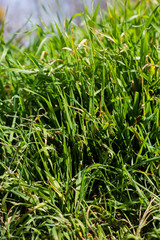 grass close up textures