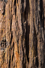 tree bark textures