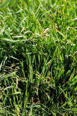 grass close up textures