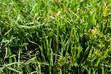grass close up textures