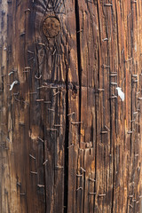 Telephone pole with staples in it