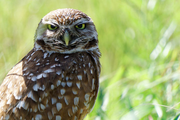 Marco Island Owl © derpomic