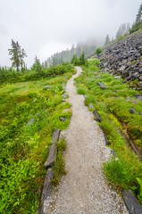 Fototapeta na wymiar Fragment of foggy and rainy Bagley Lakes Trail at Mount Baker Park in Washington, USA